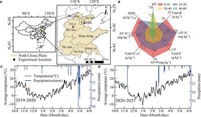 Optimizing plant spatial competition can change phytohormone content and promote tillering, thereby improving wheat yield